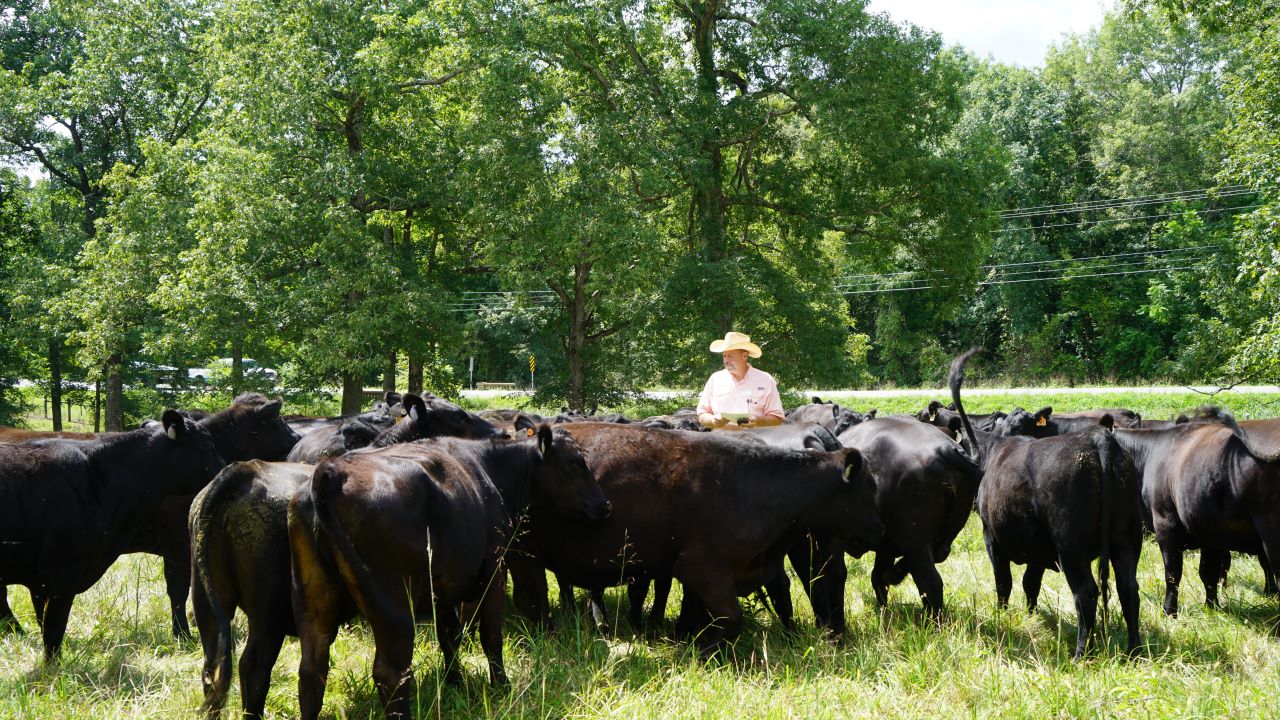 Black angus cows with a farmer in a field