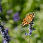 painted lady butterfly on a purple flower