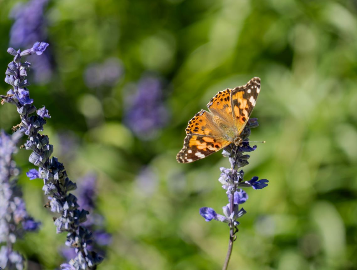 painted lady butterfly on a purple flower