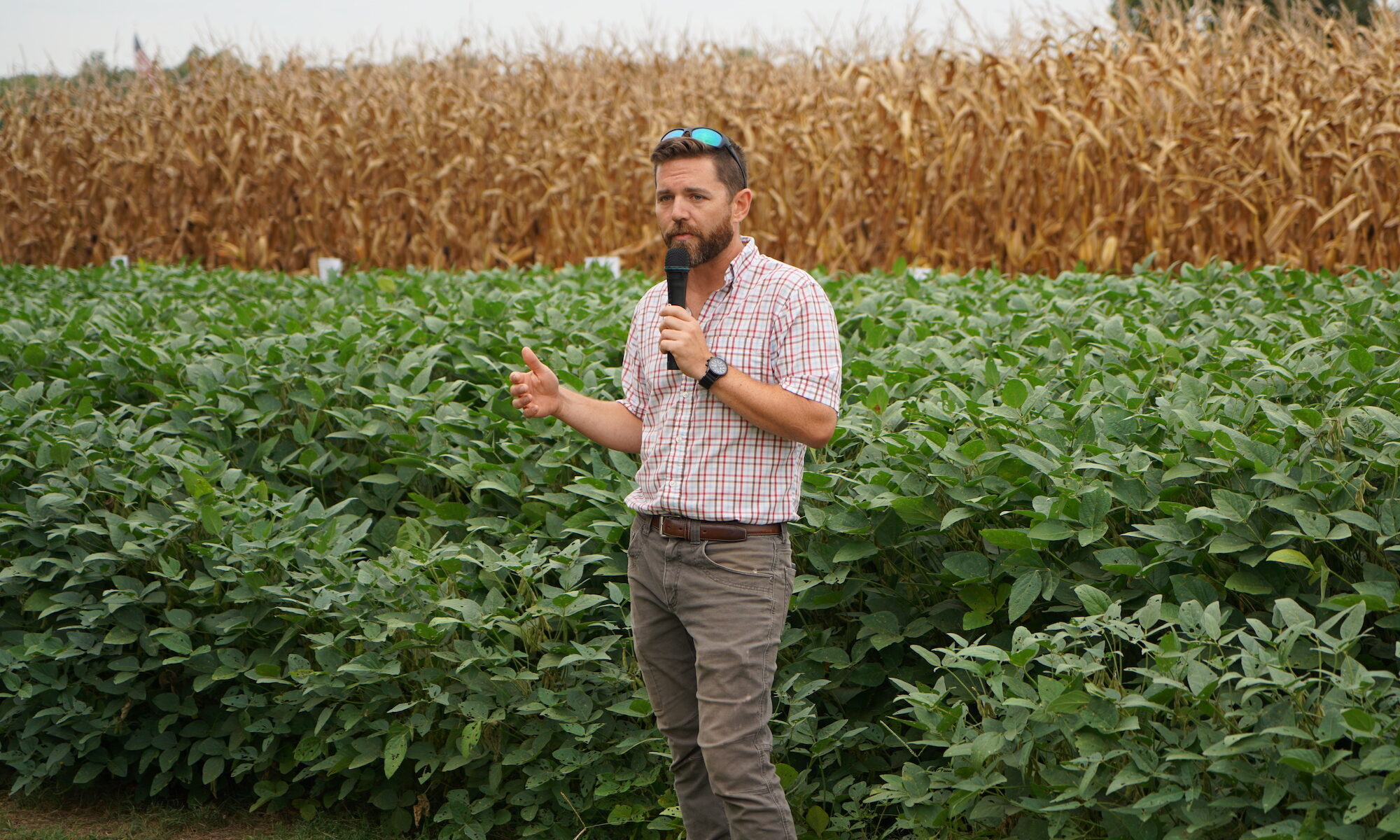 A man with a microphone presents in front of a cotton and corn field