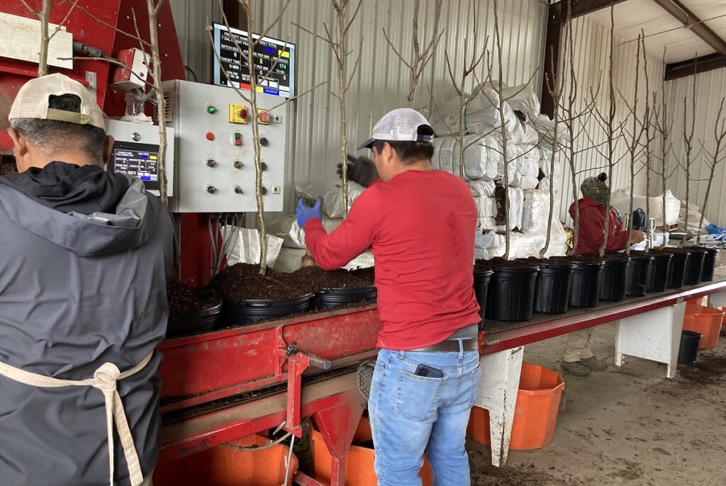 three men in a warehouse using a potting filling machine on potted trees