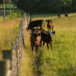 Cows in a field beside a fence