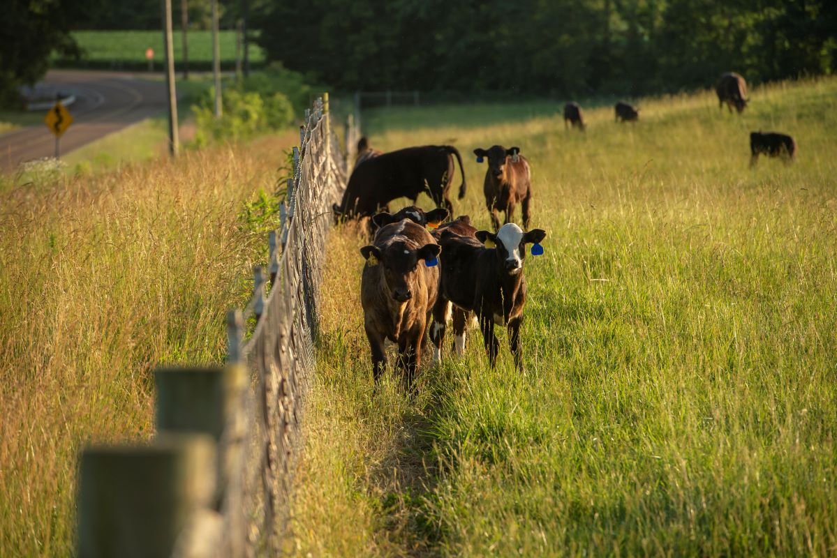 Cows in a field beside a fence