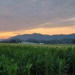 Sunset over the mountains behind a cornfield