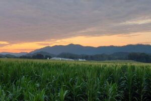 Sunset over the mountains behind a cornfield