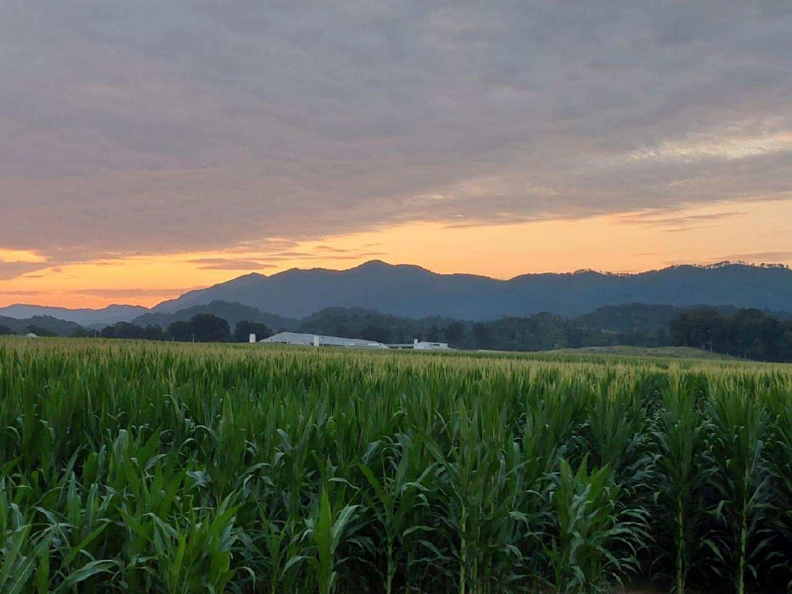 Sunset over the mountains behind a cornfield