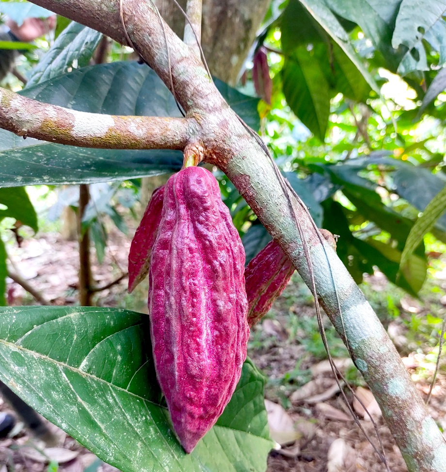 A low-hanging pod on a Criollo cacao tree