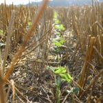 Double-cropping soybeans into harvested wheat stubble