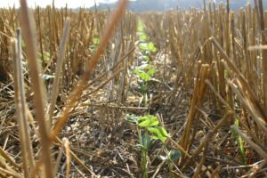 Double-cropping soybeans into harvested wheat stubble