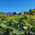 new oak growth