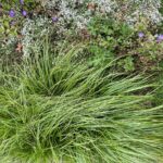 Cherokee Sedge plant in a garden