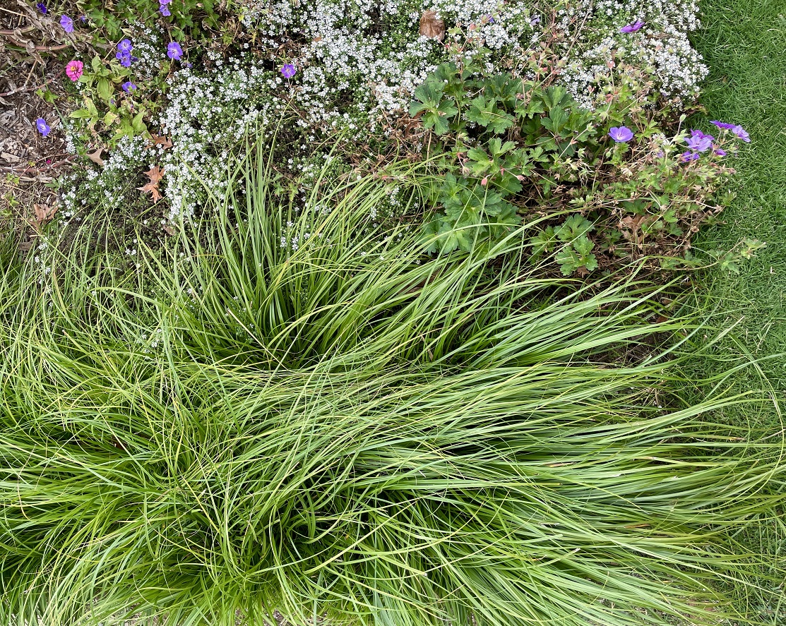 Cherokee Sedge plant in a garden