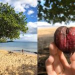 Terminalia catappa tree and fruit on a Hawaiian beach