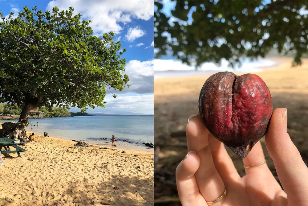 Terminalia catappa tree and fruit on a Hawaiian beach