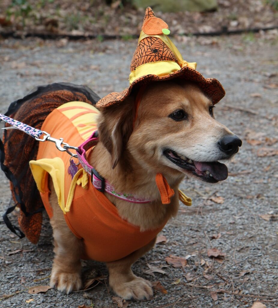 A yellow dog dressed in an orange witch costume