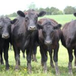 black angus cows in a field