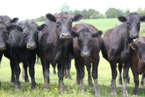 black angus cows in a field