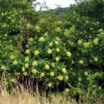 Winged sumac