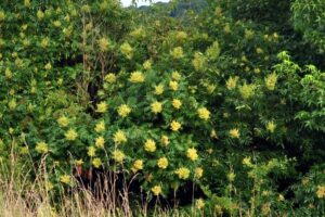 Winged sumac