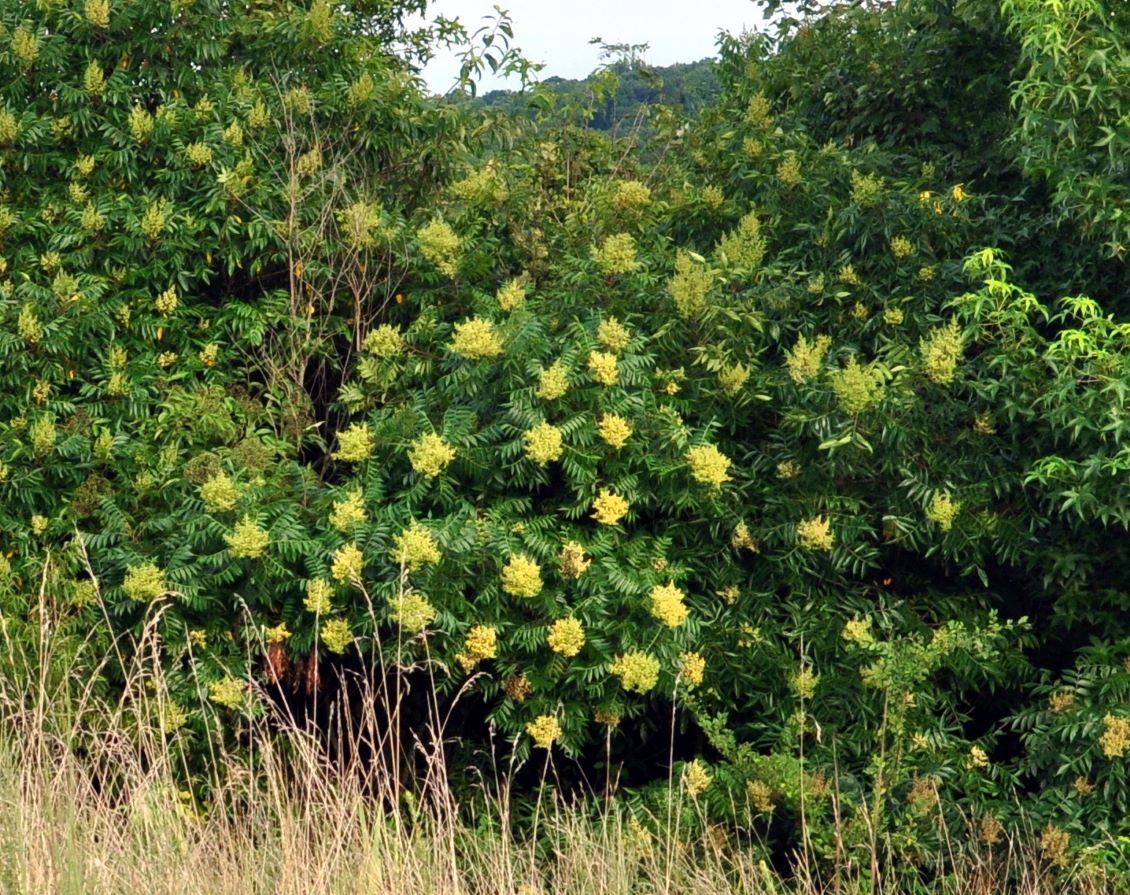 Winged sumac