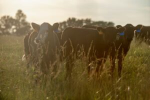 cattle in a field