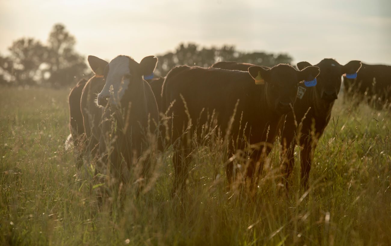 cattle in a field