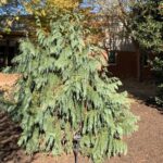 Weeping Blue Alaskan Cedar