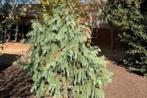 Weeping Blue Alaskan Cedar