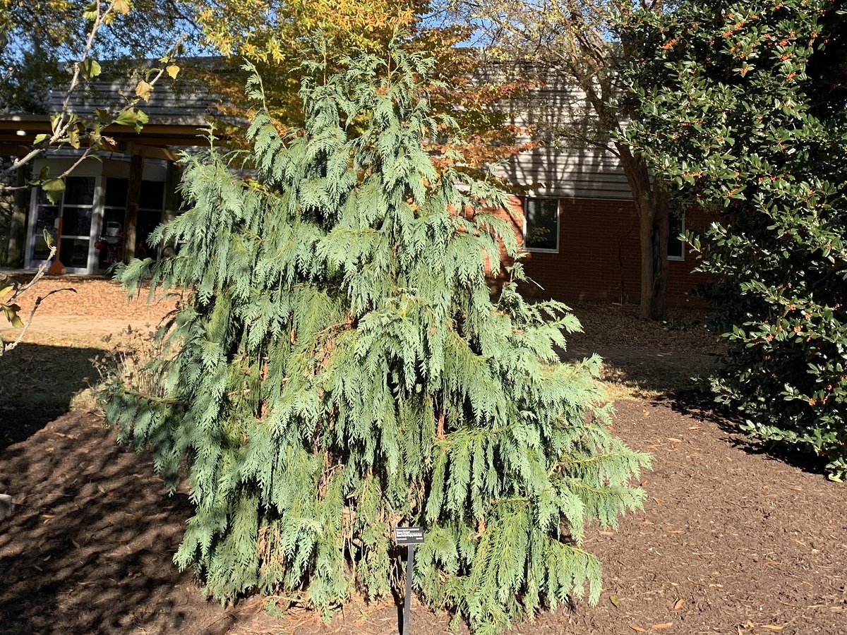 Weeping Blue Alaskan Cedar