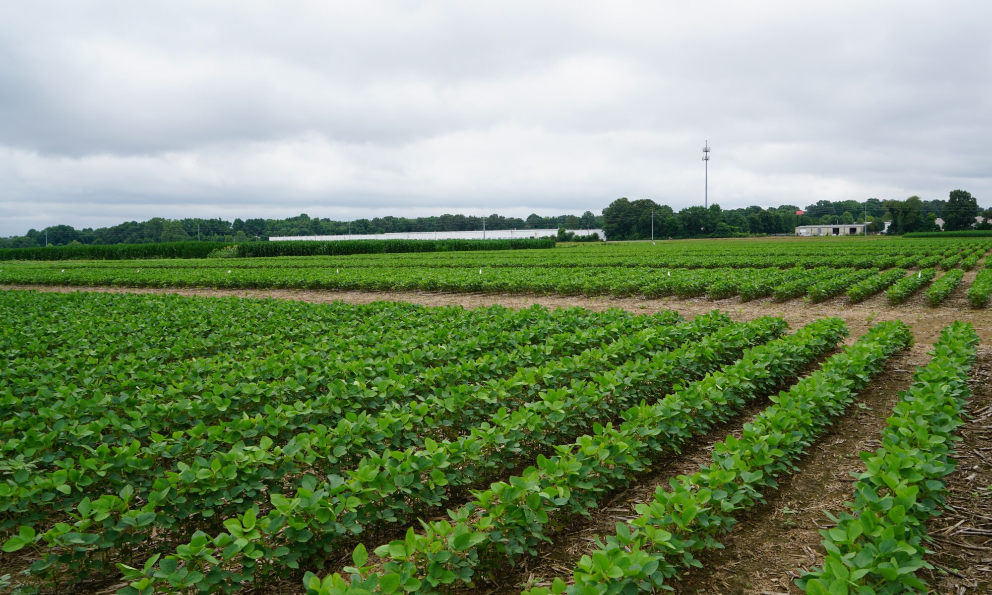 A soybean field under overcast skies