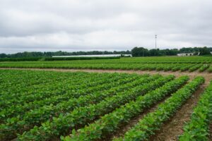 A soybean field under overcast skies