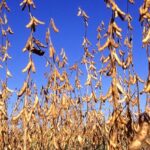 mature soybeans