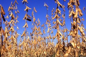 mature soybeans