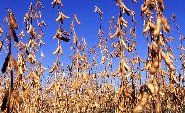 mature soybeans