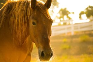 Brown horse in a field