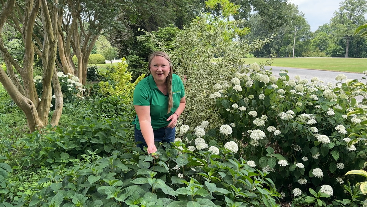 Celeste Scott identifying landscape plants at the University of Tennessee Gardens, Jackson