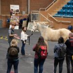Horse conformation review at University of Tennessee Brehm Arena