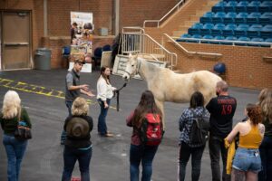 Horse conformation review at University of Tennessee Brehm Arena