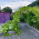 Vines grow on a trellis archway over a gravel garden path