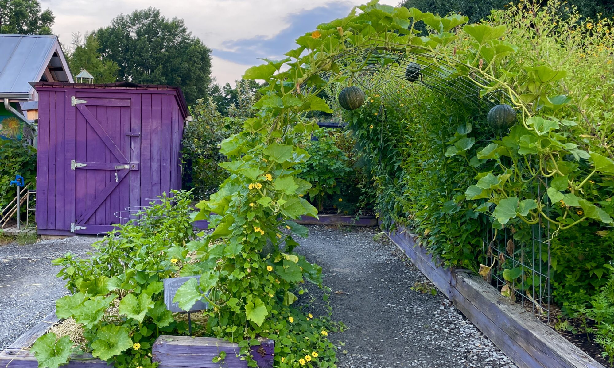 Vines grow on a trellis archway over a gravel garden path