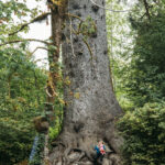 National Champion Sitka Spruce Washington state at Olympic National Park