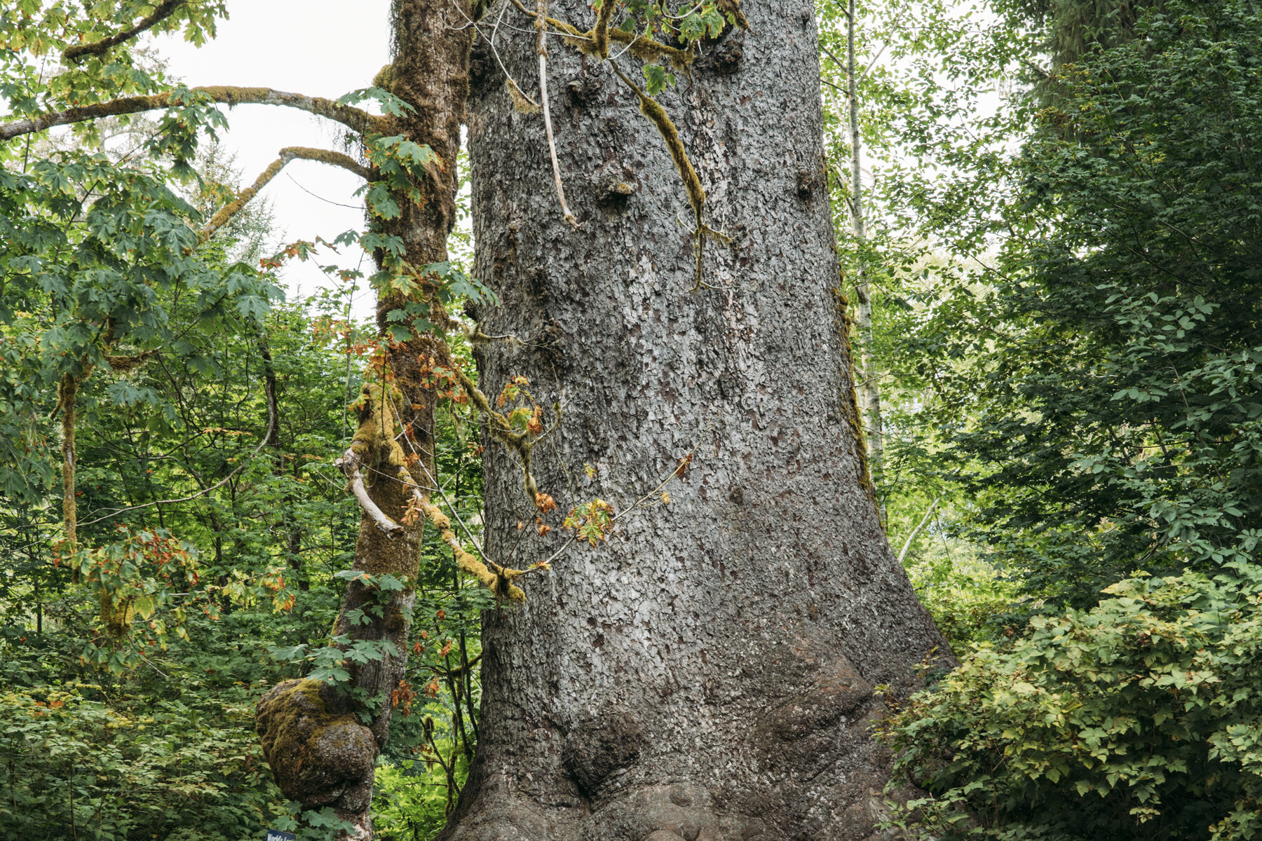 National Champion Sitka Spruce Washington state at Olympic National Park