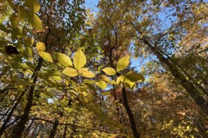 A forest in fall with bright colored leaves