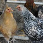 Two chickens are facing each other, one if buff colored and the other is black and white