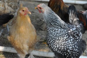 Two chickens are facing each other, one if buff colored and the other is black and white