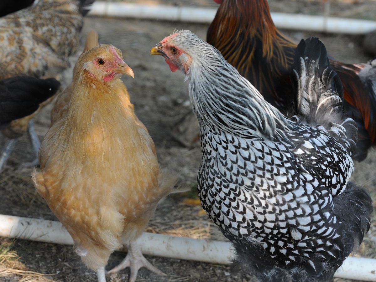 Two chickens are facing each other, one if buff colored and the other is black and white