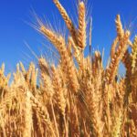Mature wheat against a blue sky