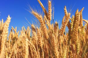 Mature wheat against a blue sky