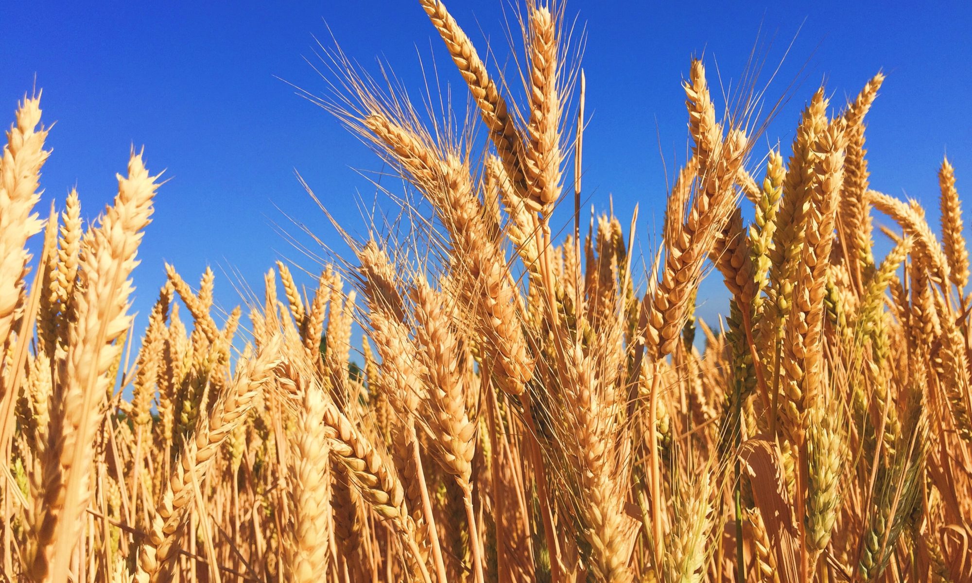 Mature wheat against a blue sky