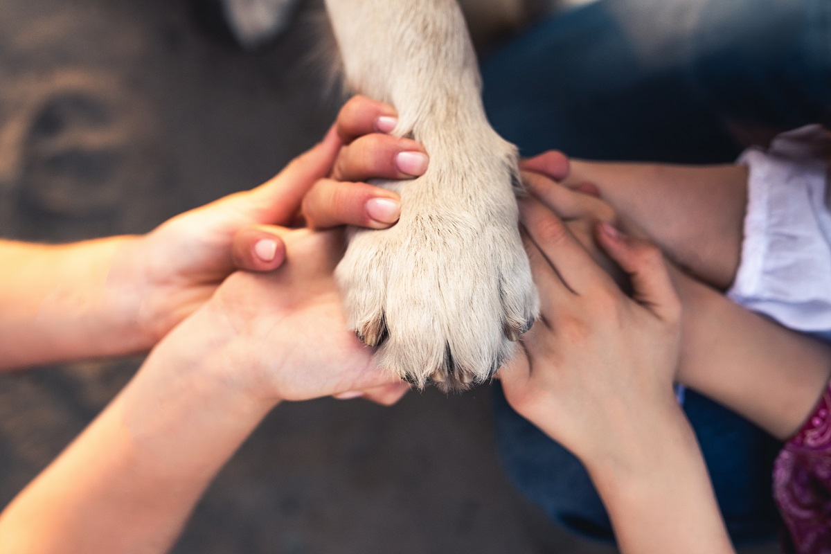 Human hands and dog paw, top view